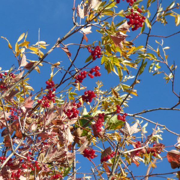 Wie der Garten im Herbst noch reizvoll sein kann