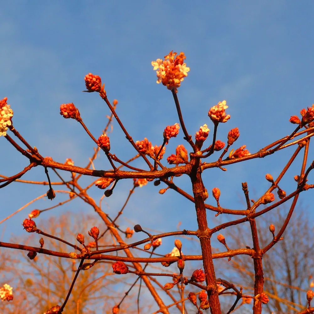 Blüten im Winter – Die schönsten Winterblüher