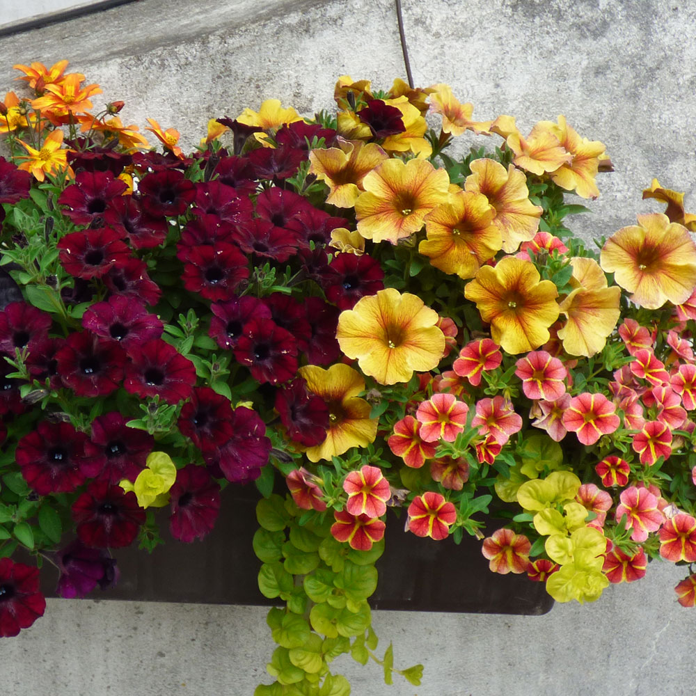 Balkonpflanzen: Die wichtigsten Tipps für eine farbenfrohe Blütenpracht