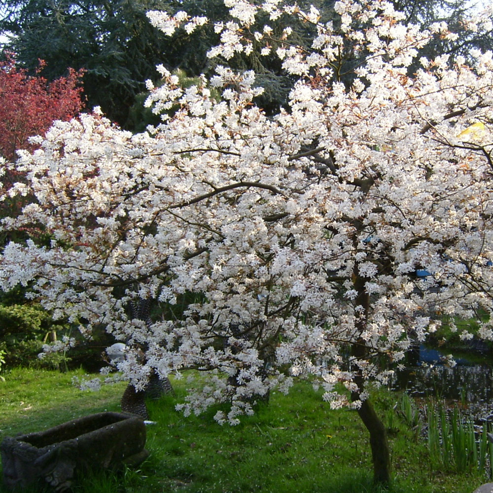 Die schönsten Blütenbäume für den Garten