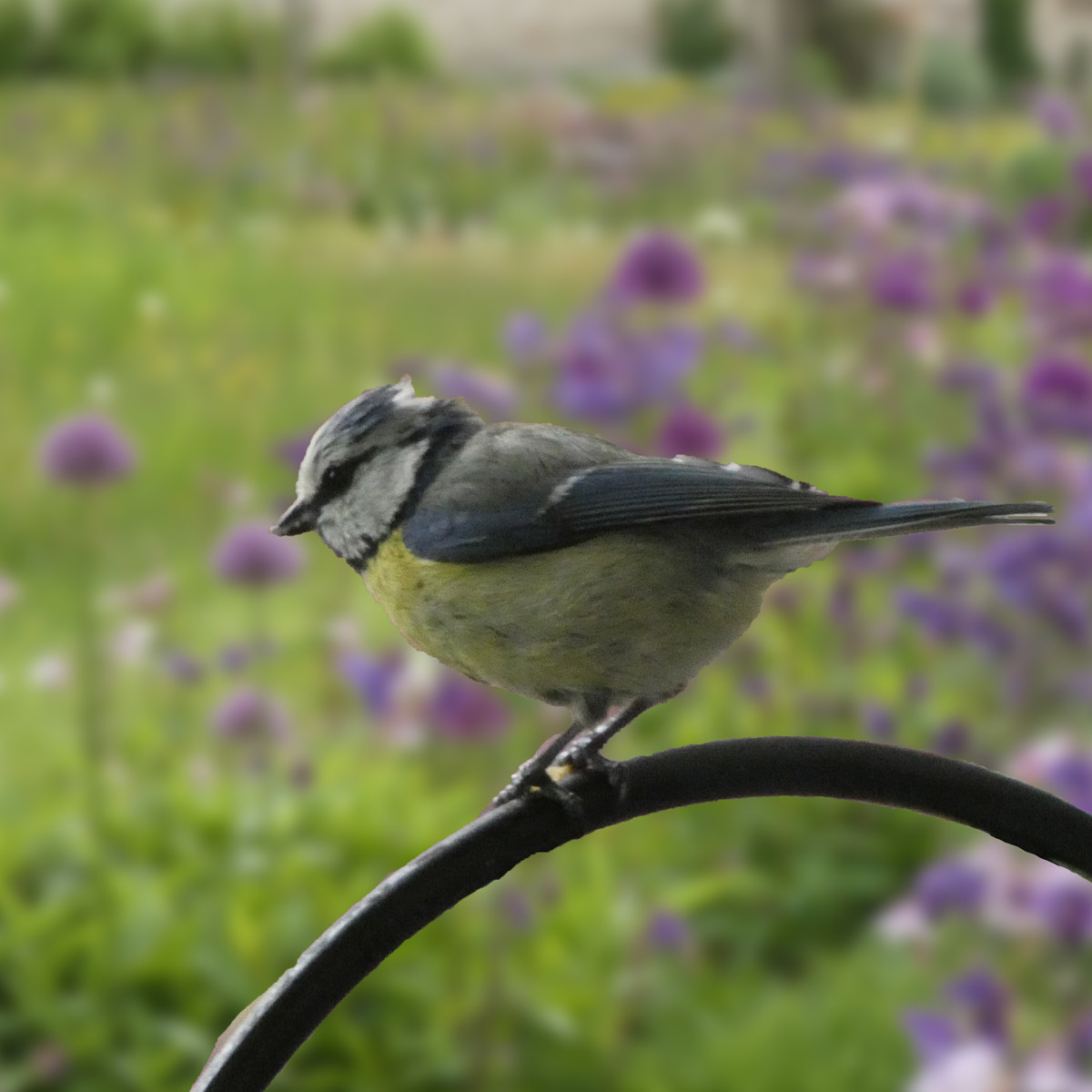 Vögel im Garten: Wie Sie mehr Vögel anlocken können