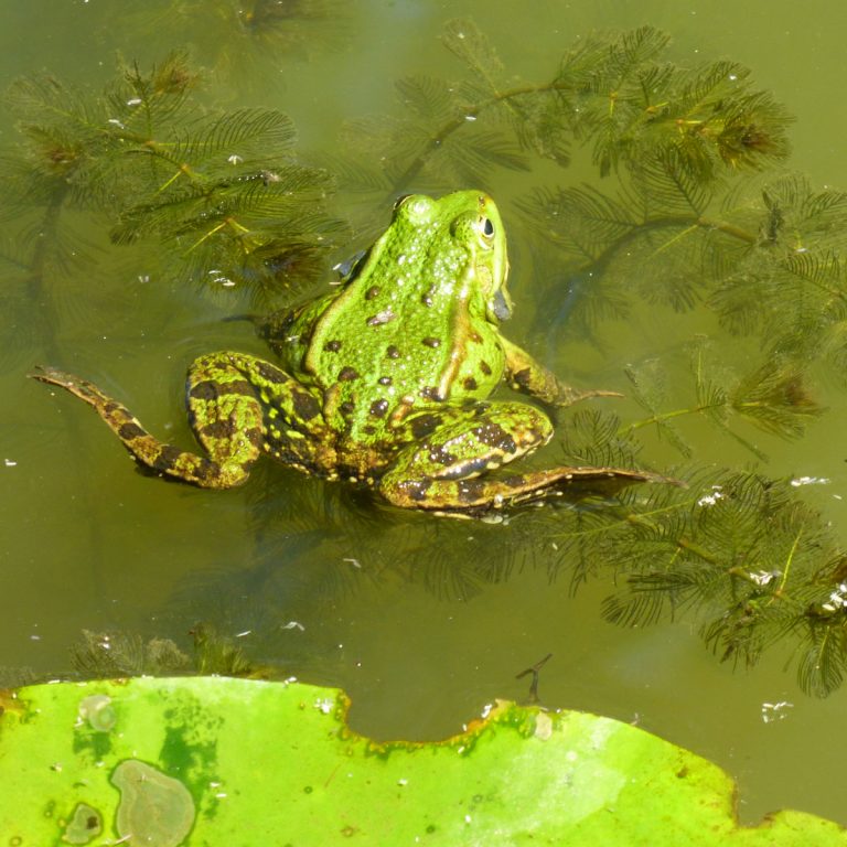 Frosch Im Teich Gut Oder Schlecht