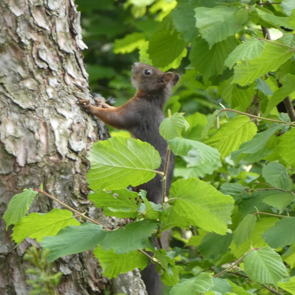 Schwarzes Eichhörnchen