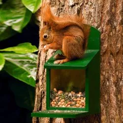 Eichhörnchen füttern Kasten 5