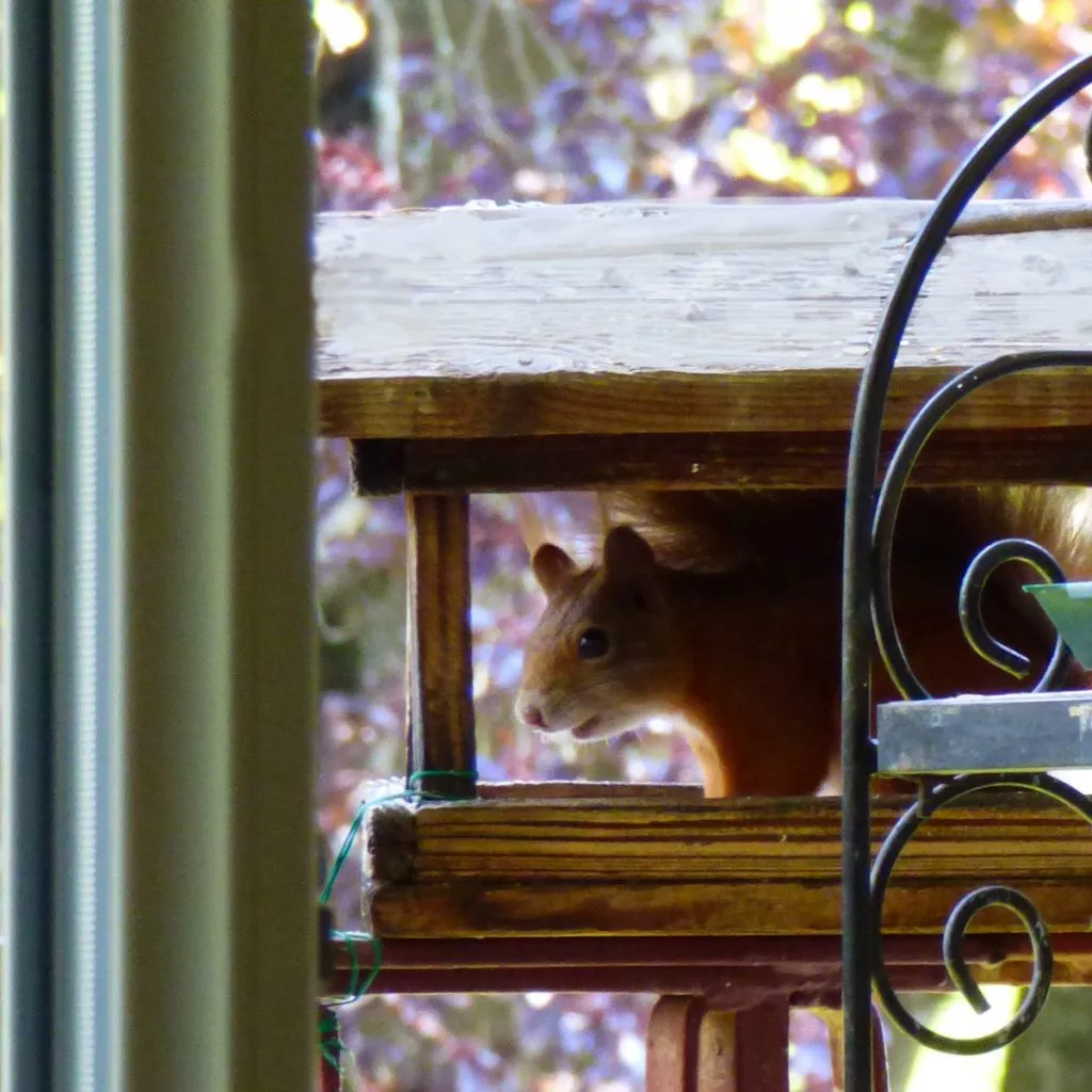 Eichhörnchen im Vogelhaus