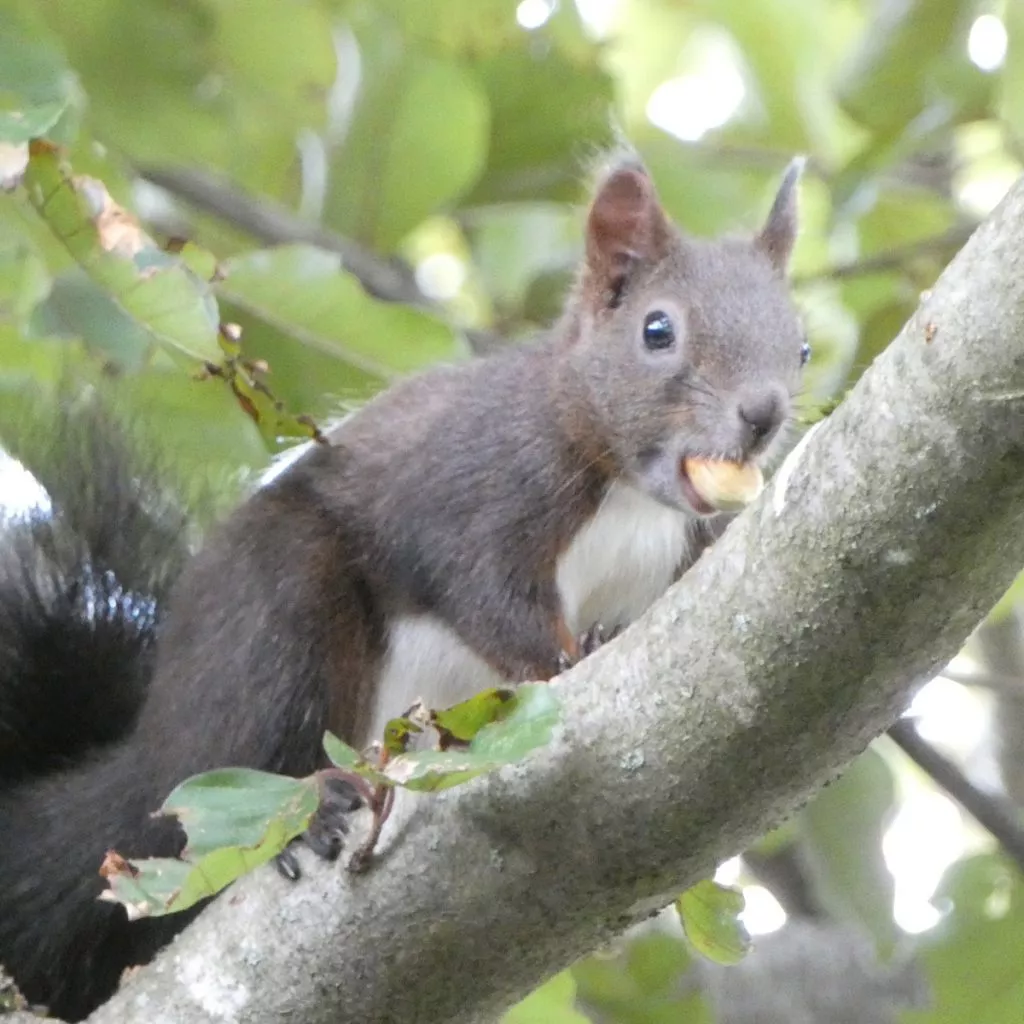 Schwarzes Eichhörnchen mit grüner Haselnuss