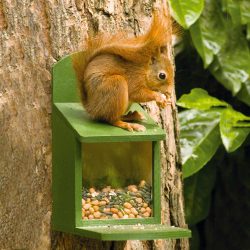 Eichhörnchen füttern - ein riesiger Spaß 7