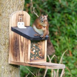 Eichhörnchen auf den Balkon locken – 3 wichtige Tipps 104