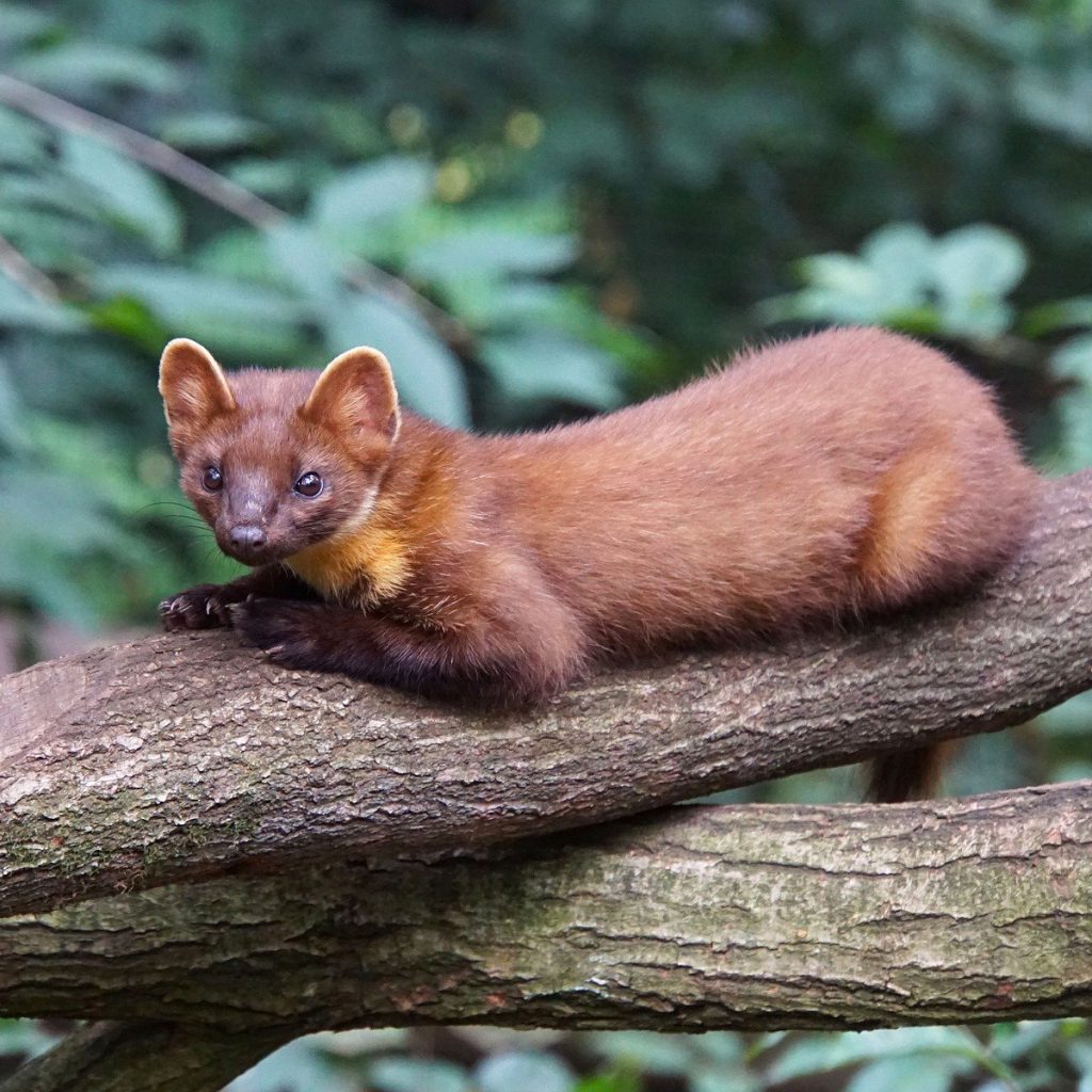 Eichhörnchen Feinde: Die 8 schlimmsten Gefahren 3