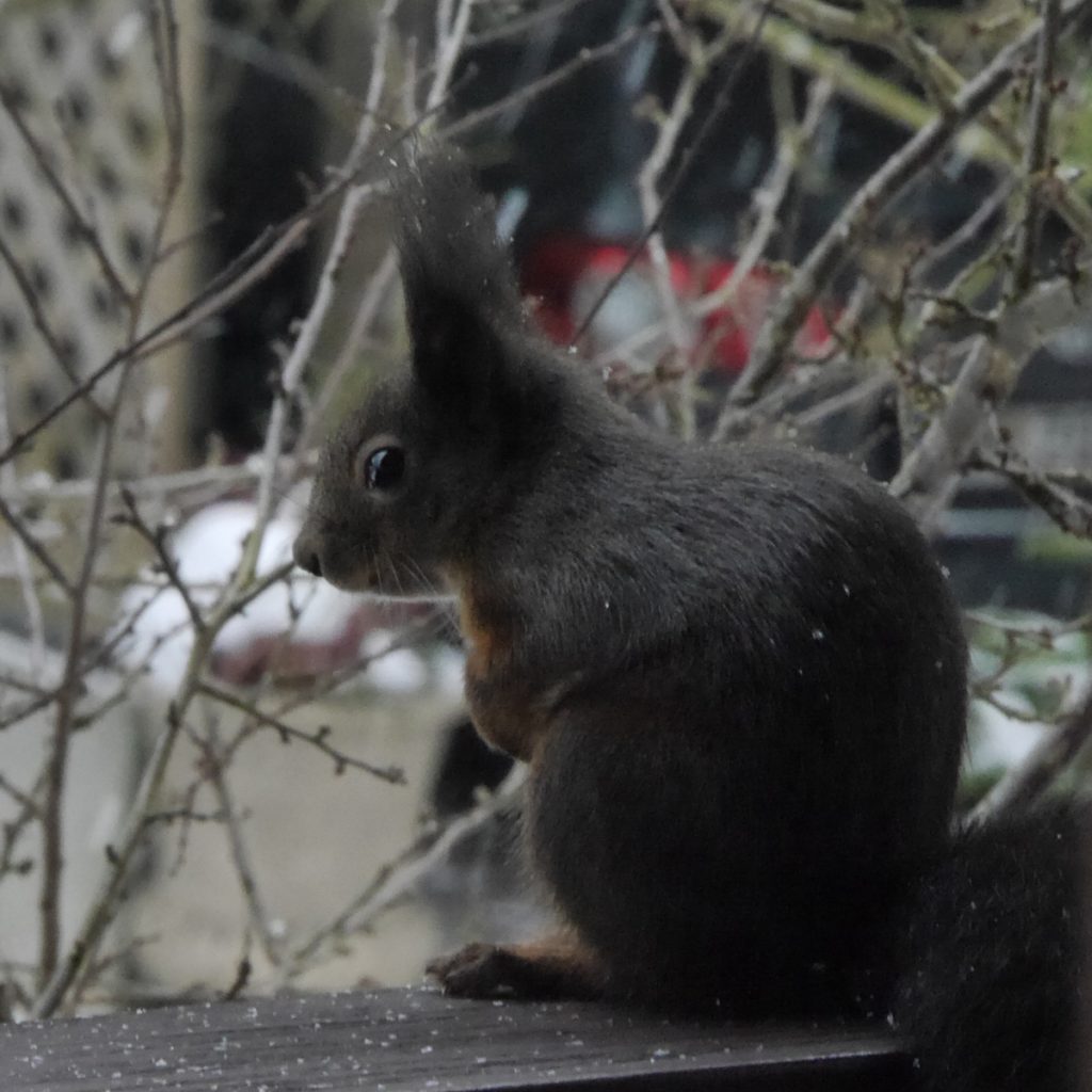 Eichhörnchen im Winter: Was sie an milden Tagen so treiben 52
