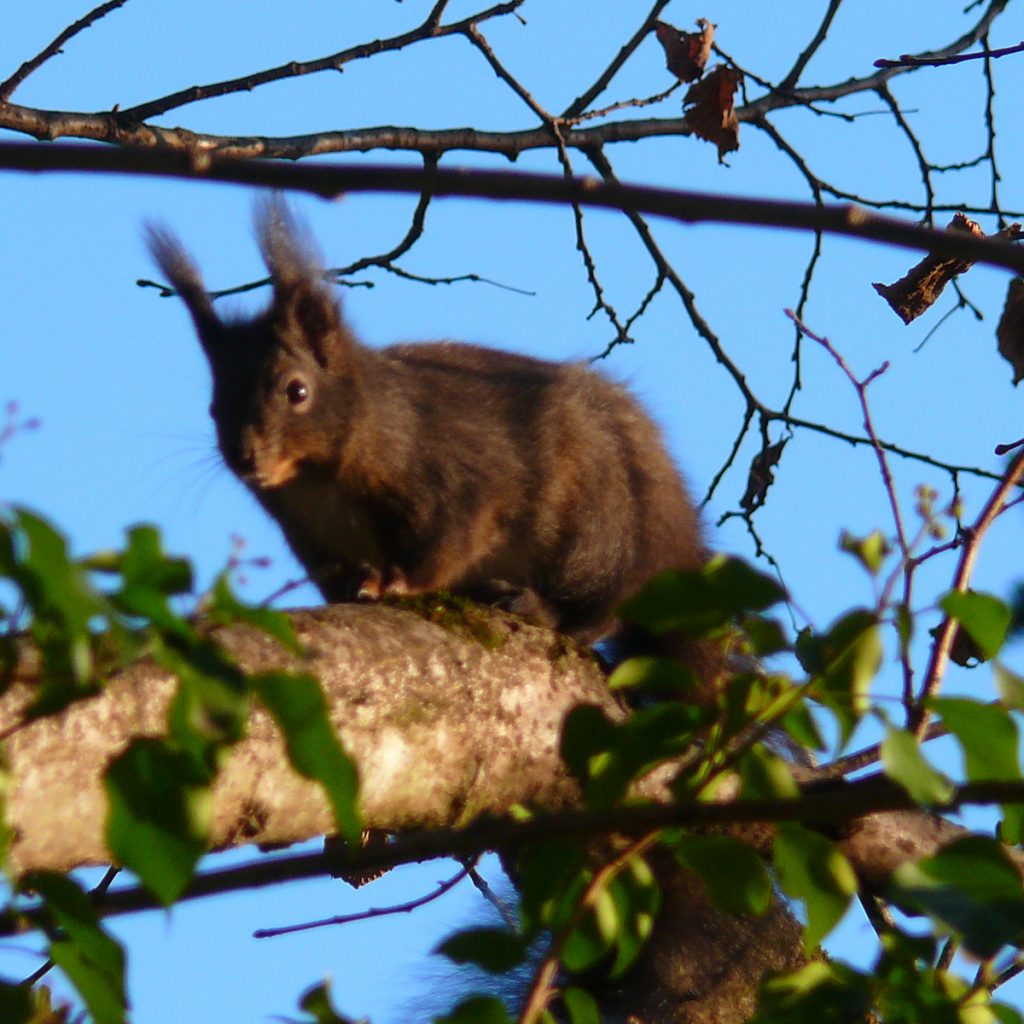 Eichhörnchen im Winter: Was sie an milden Tagen so treiben 46