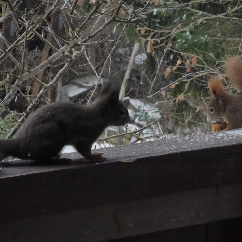Eichhörnchen im Winter: Was sie an milden Tagen so treiben 7