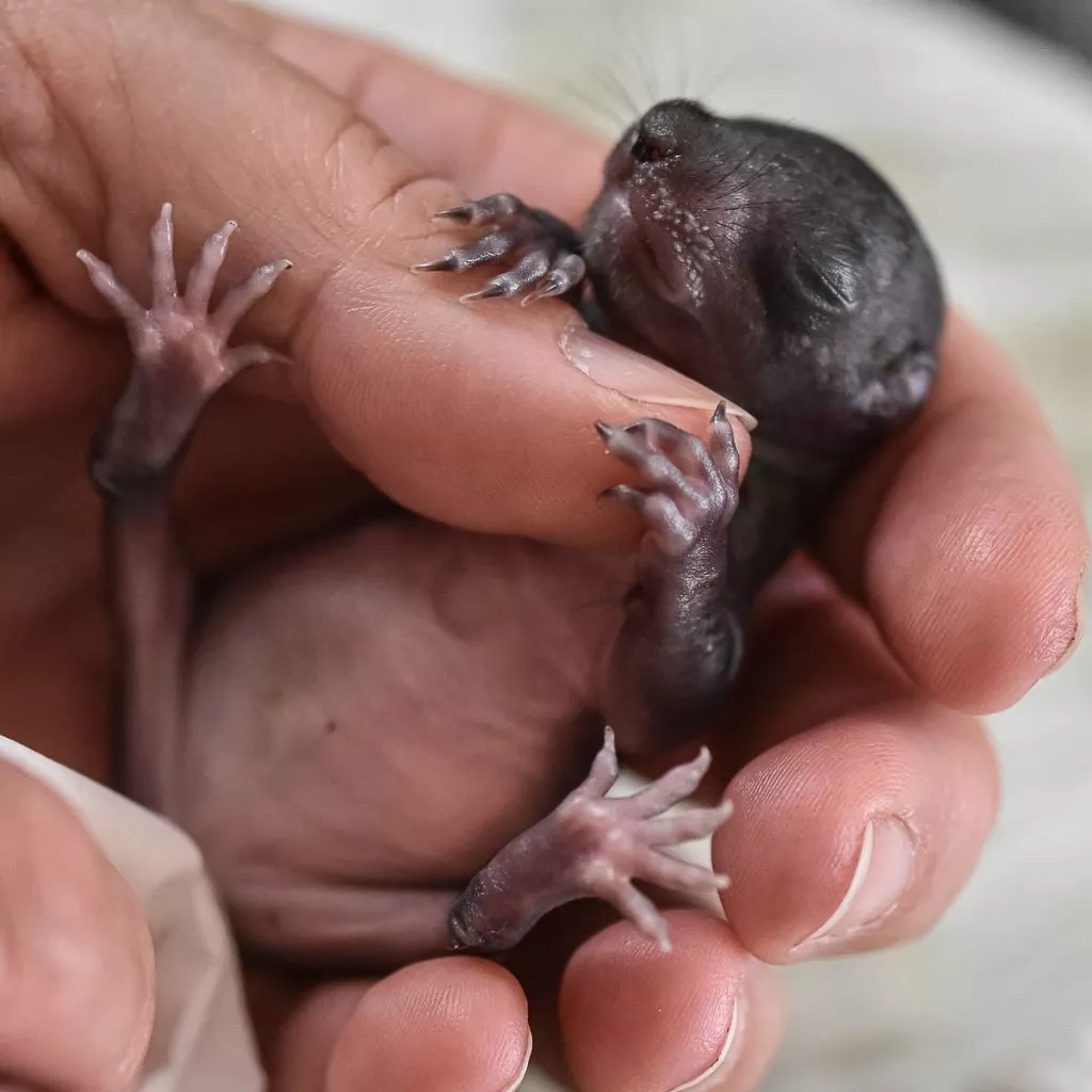 Eichhörnchen Babys - ihre ersten Schritte 2