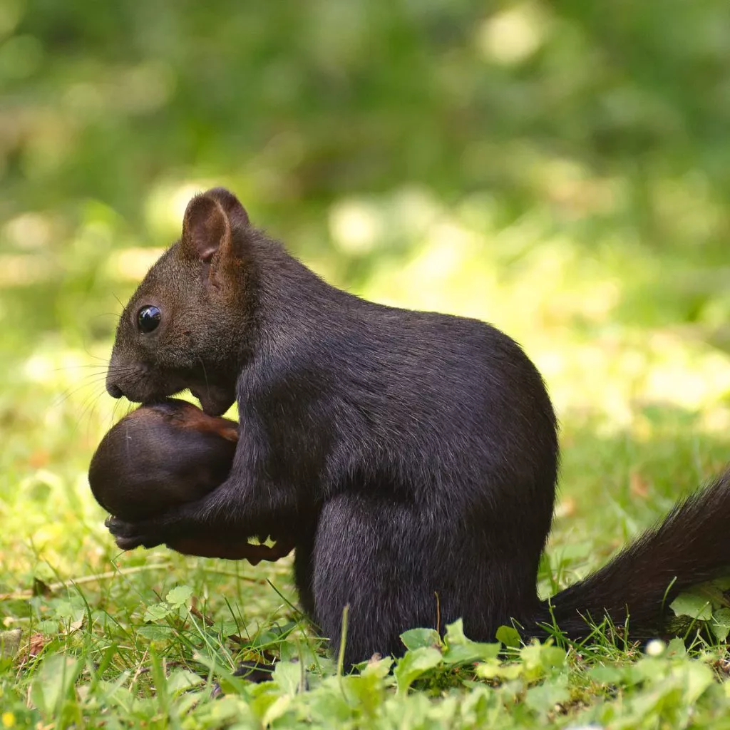 Eichhörnchen Babys - ihre ersten Schritte 4