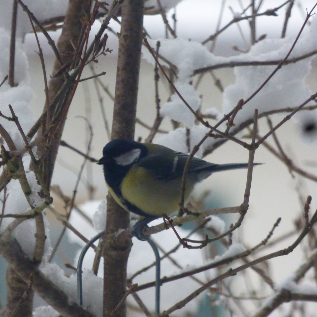 Was Fressen Meisen Im Winter Am Liebsten Meisen füttern: Was fressen sie gern?