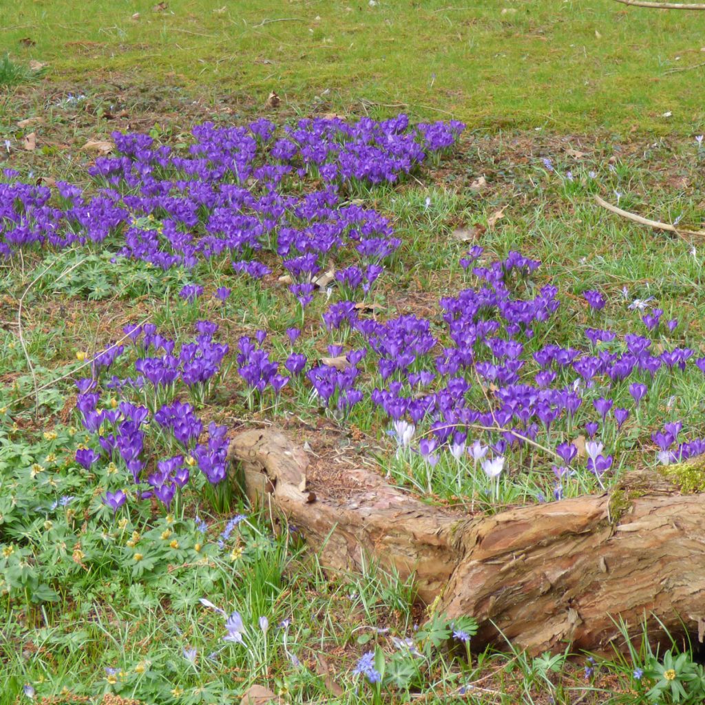Blaue Frühlingsblumen: 14 beliebte Klassiker und außergewöhnliche Frühlingsblüher 52