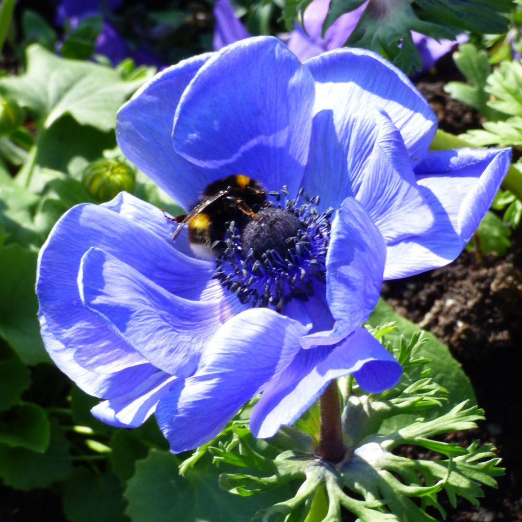 Blaue Frühlingsblumen: 14 beliebte Klassiker und außergewöhnliche Frühlingsblüher 13