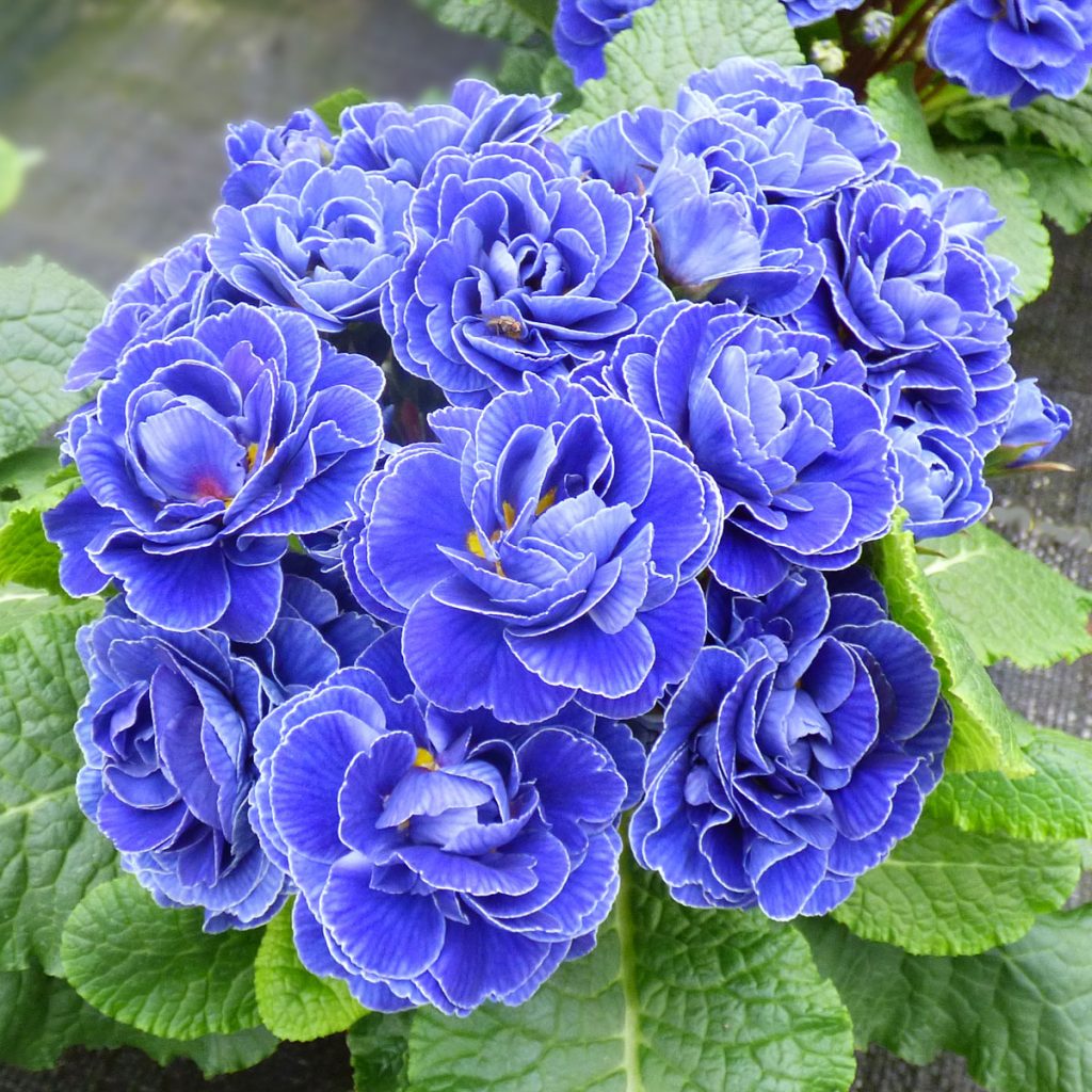 Blaue Frühlingsblumen: 14 beliebte Klassiker und außergewöhnliche Frühlingsblüher 39