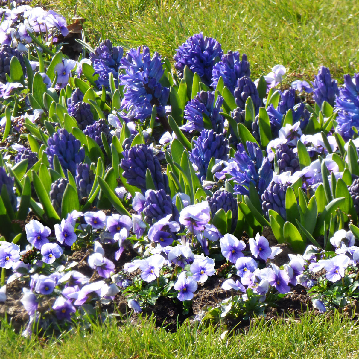 Blaue Frühlingsblumen: Hyazinthen und Hornveichen