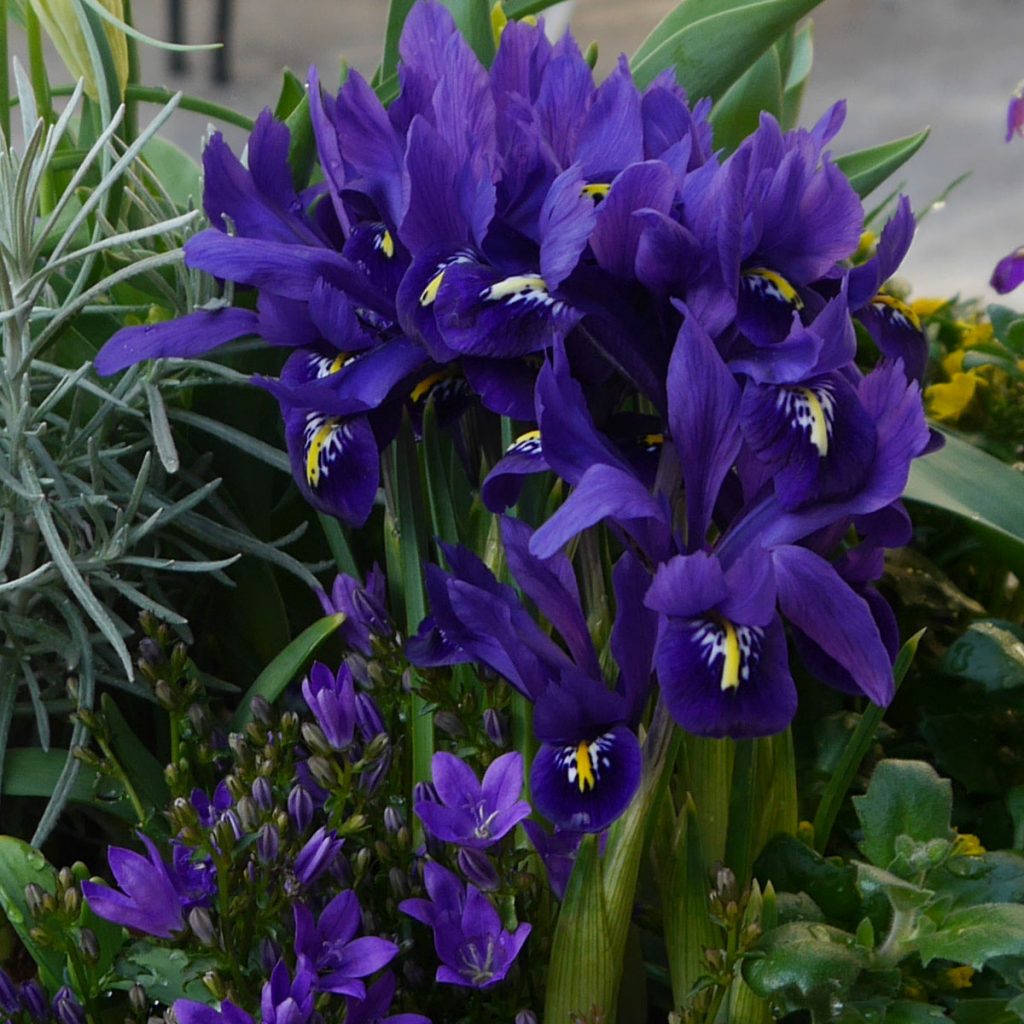Blaue Frühlingsblumen: 14 beliebte Klassiker und außergewöhnliche Frühlingsblüher 10