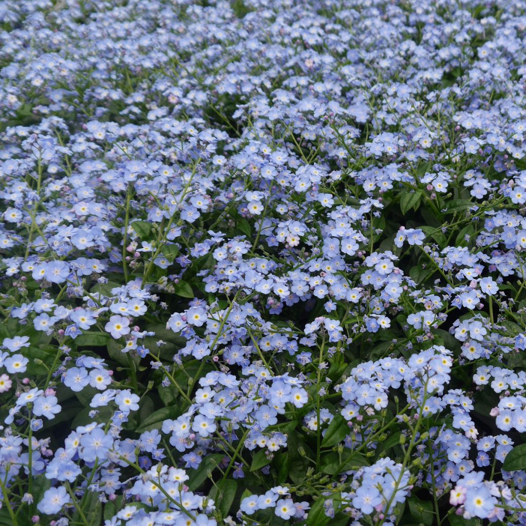 Blaue Frühlingsblumen: 14 beliebte Klassiker und außergewöhnliche Frühlingsblüher 50