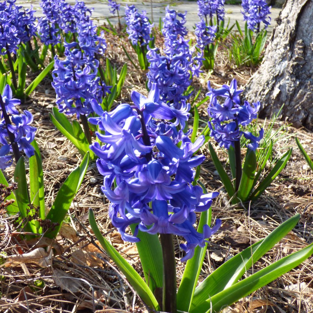 Blaue Frühlingsblumen: 14 beliebte Klassiker und außergewöhnliche Frühlingsblüher 55