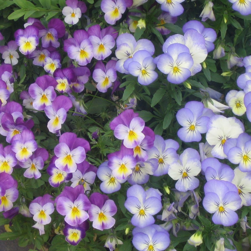Blaue Frühlingsblumen: 14 beliebte Klassiker und außergewöhnliche Frühlingsblüher 66