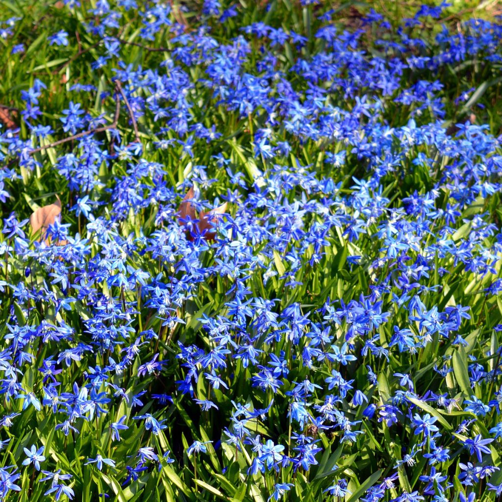 Blaue Frühlingsblumen: 14 beliebte Klassiker und außergewöhnliche Frühlingsblüher 91