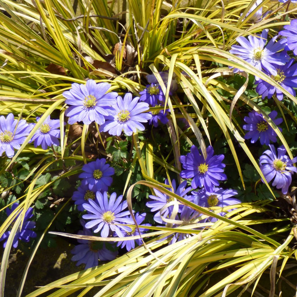 Blaue Frühlingsblumen: 14 beliebte Klassiker und außergewöhnliche Frühlingsblüher 95