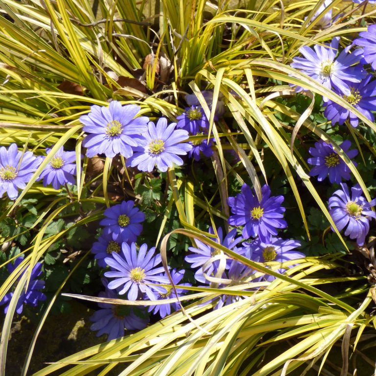 Buchstützen Mit Blauen Blumen – Deko-Halter Für Bücher, Regale & Schreibtisch