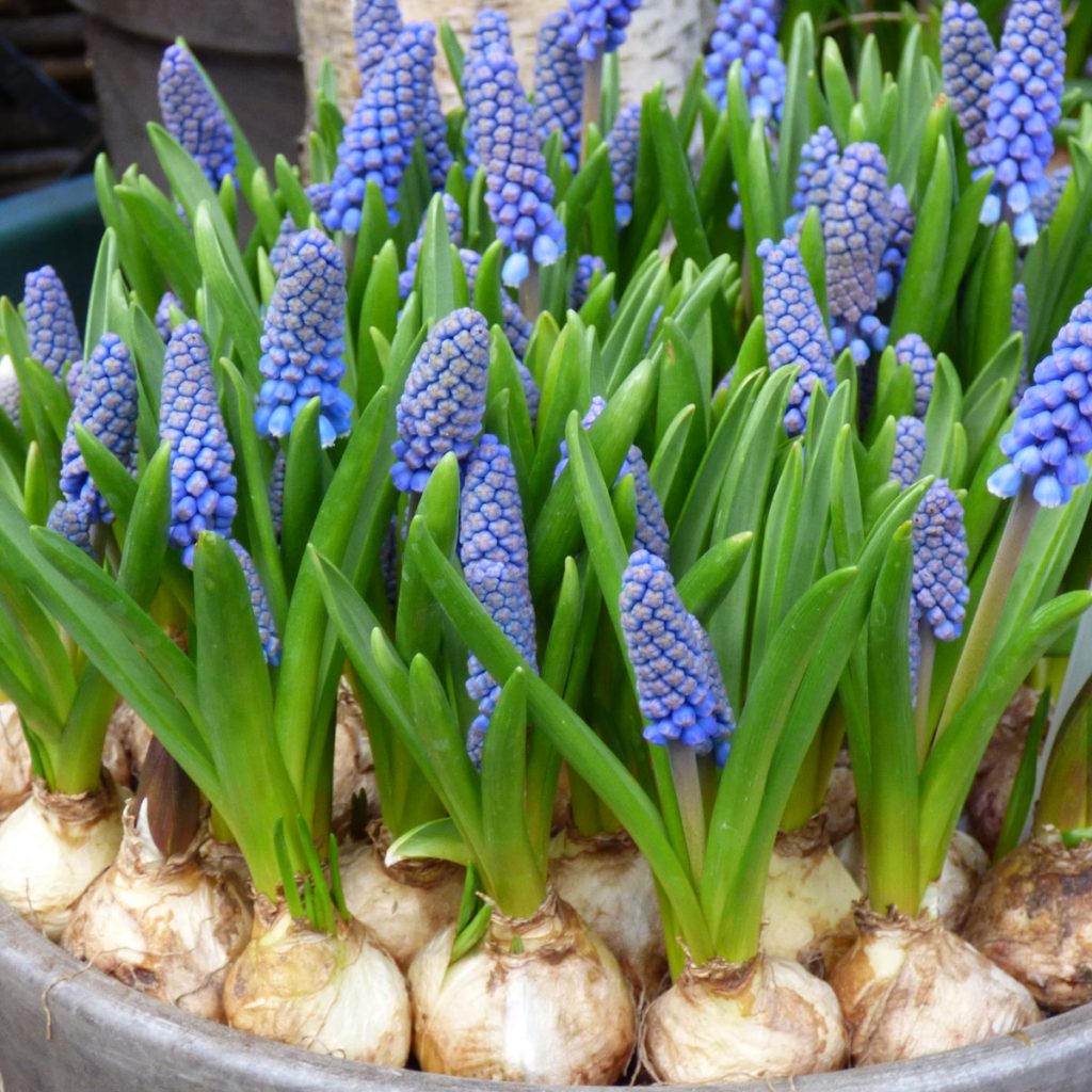 Blaue Frühlingsblumen: 14 beliebte Klassiker und außergewöhnliche Frühlingsblüher 49