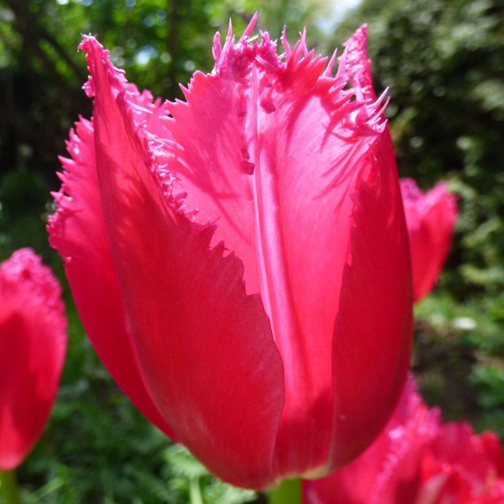 Zauberhafte Blumenbeet Ideen für den Frühling 55