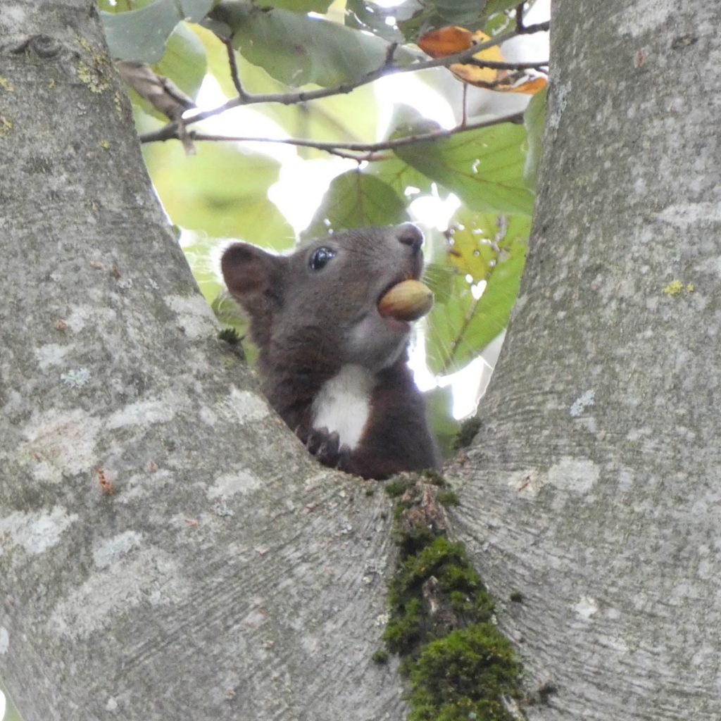 Eichhörnchen füttern - ein riesiger Spaß 19