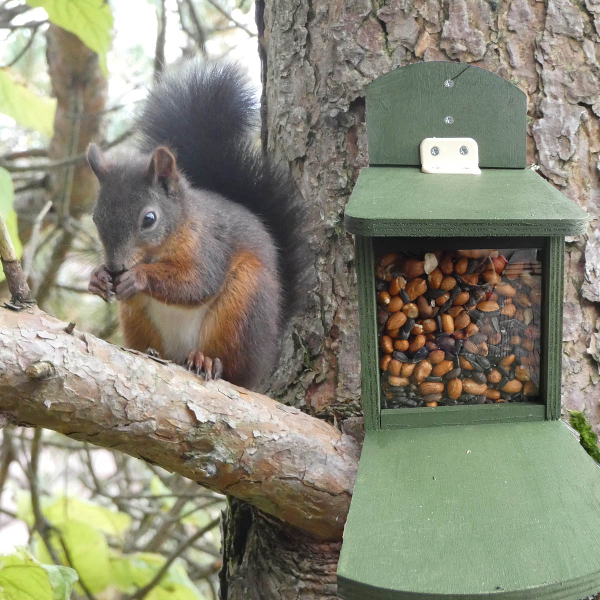 Eichhörnchen füttern mit Futterhaus