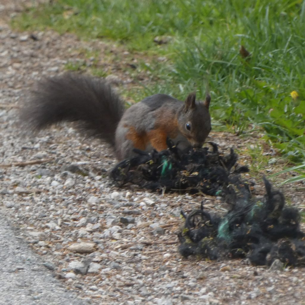 Eichhörnchen sucht Baumaterial für sein Nest