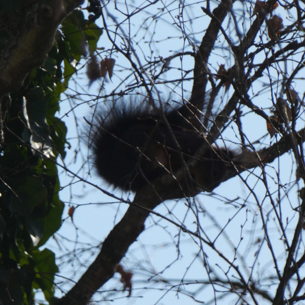 Eichhörnchen Nest ?
