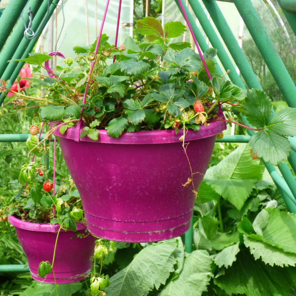 Erdbeeren pflanzen – Ideen 24