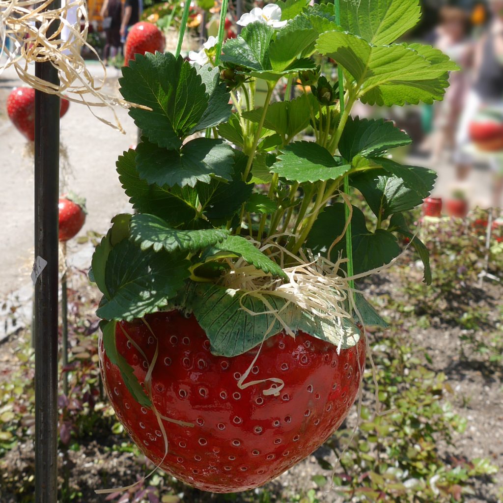 Erdbeeren pflanzen – Ideen 6