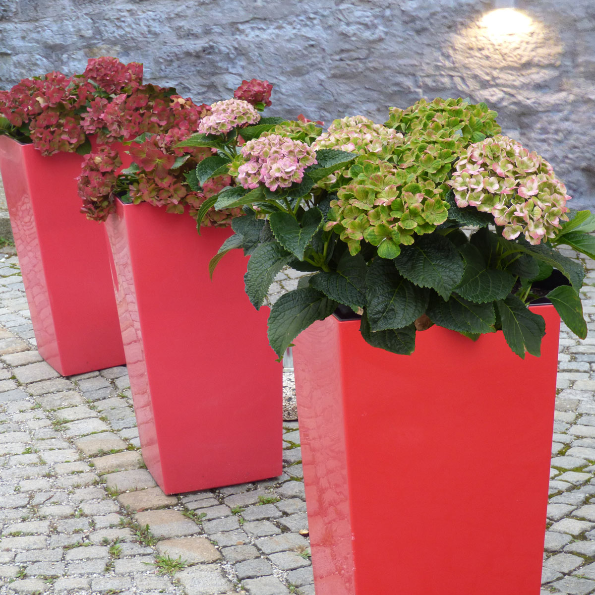 Immer eine Show Hortensien im Kübel Zirol