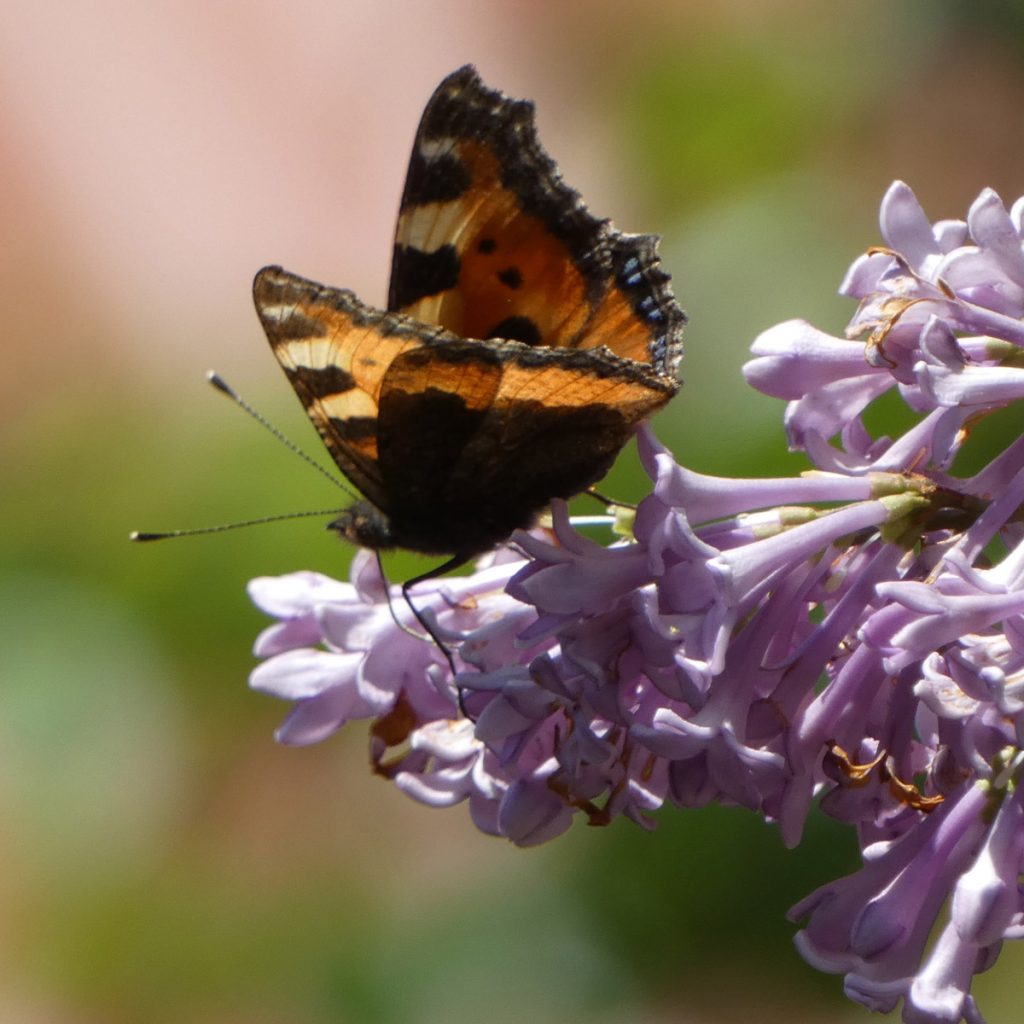 8 Pflanzen, mit denen Sie Schmetterlinge in den Garten locken 9