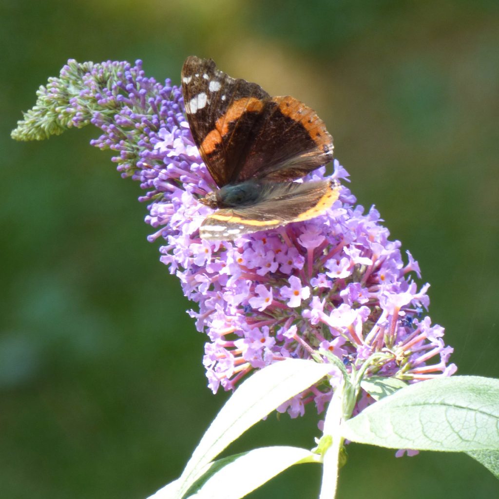 8 Pflanzen, mit denen Sie Schmetterlinge in den Garten locken 4