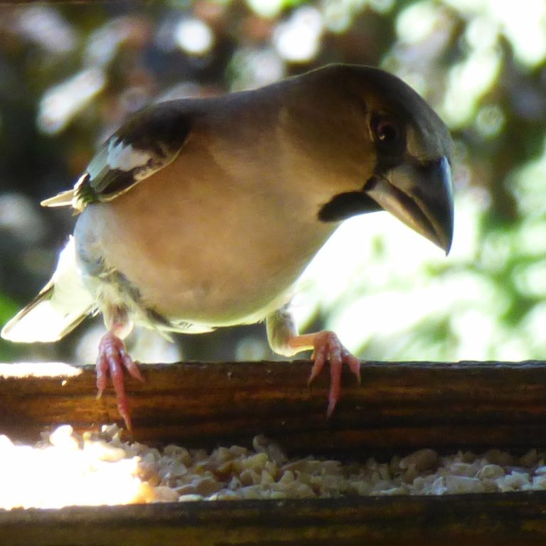 Welche Tiere fressen Erdnüsse? Zirol
