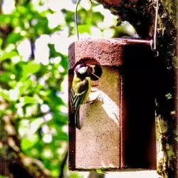 Vögel im Garten: Wie Sie mehr Vögel anlocken können 7
