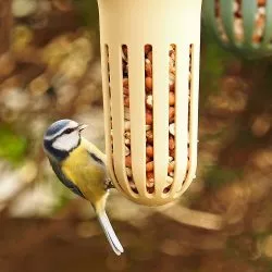 Vögel füttern im Sommer ?! 38
