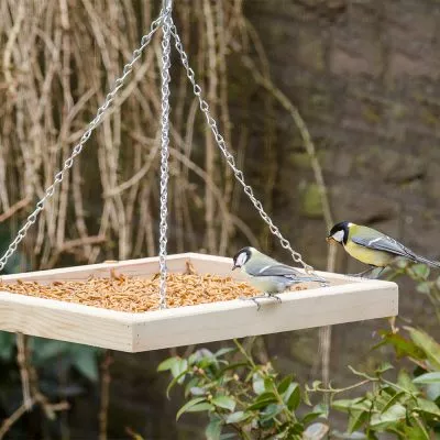 Meisen füttern Was fressen sie gern?
