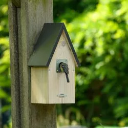 Vögel im Garten: Wie Sie mehr Vögel anlocken können 8