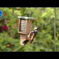 Lustige Singvögel im Garten: Kleiber anlocken 59