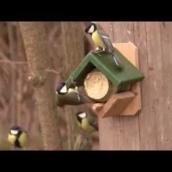 Wie Sie jetzt Vögel unterstützen können: Nistkästen aufhängen 10