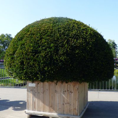 Die 10 schönsten Kübelpflanzen immergrün und winterhart Zirol