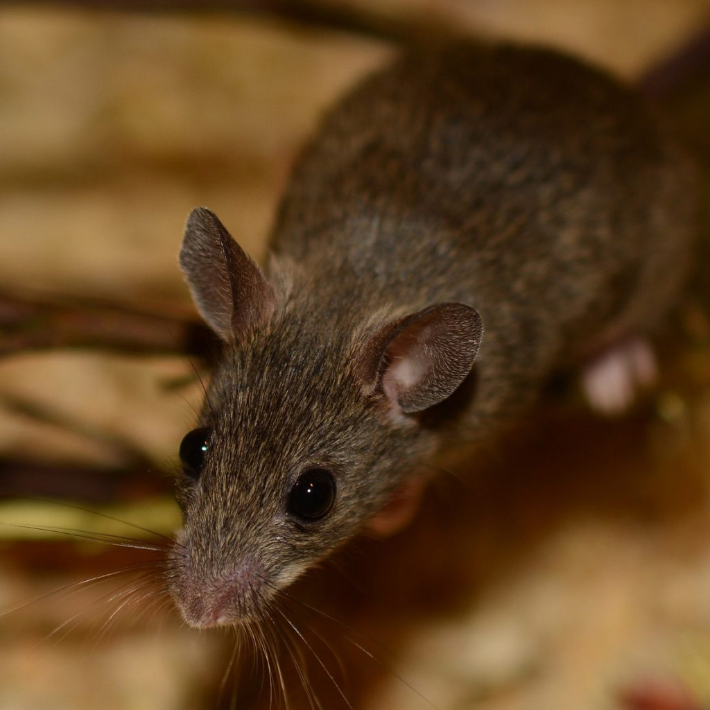 Spitzmäuse im Garten Prima, die Tiere helfen Ihnen bei der Gartenarbeit Zirol
